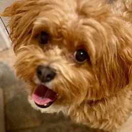 Ellie - Havanese