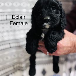 Eclair - Black and white female Cavapoo puppy in Woodleaf, North Carolina from Circle T Ranch K9s