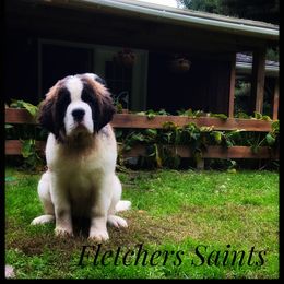 Saint Bernard Puppies from Fletchers Saints