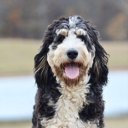 buttersworth - Bernedoodle