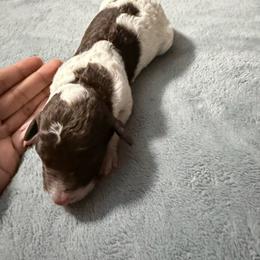 Chocolate Parti boy 5 - Chocolate male Double Doodle puppy in Yoakum, Texas from The Scott’s Dood Ranch