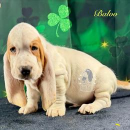 Baloo - Red and white male Basset Hound puppy in Dingess, West Virginia from Tuckers' Howling Hounds