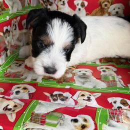 Blackie - Tri-color female Russell Terrier puppy in Hollister, California from Oak Creek Jacks