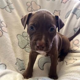 Clio - Brown female American Pit Bull Terrier puppy in Frederick, Maryland from •Wyngate Pits•