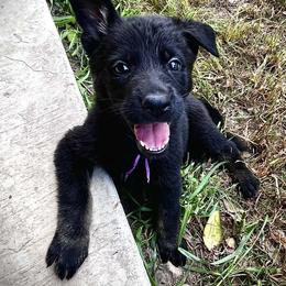 Girl Purple - Bi-color female German Shepherd puppy in San Antonio, Texas from CISCOK9