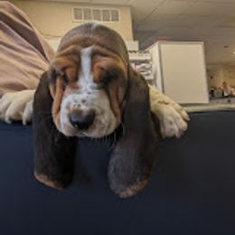 Basset Hound Puppies from The Clumsy Kentucky Bassets