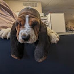 Basset Hound Puppies from The Clumsy Kentucky Bassets