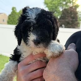 Blue - Black and white male Bernedoodle puppy in Southampton, Pennsylvania from Pumpkin Patch Doodles