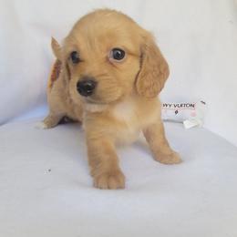 Goldie - Cream female Dachshund puppy in Pinson, Alabama from Sweet Honey Bunn Hounds