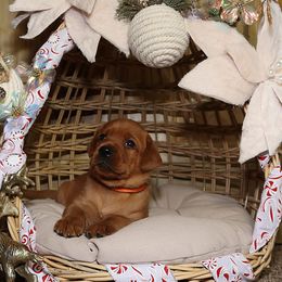 Prancer-Orange boy - Yellow male Labrador Retriever puppy in Twin Falls, Idaho from Whispering White Pines Labradors