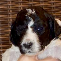 Trixie - Parti female Goldendoodle puppy in Wake Forest, North Carolina from Wake Forest Darling Doodles