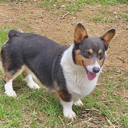 Newt - Pembroke Welsh Corgi