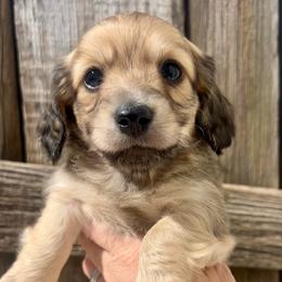 English Cream2 - Cream male Dachshund puppy in Nampa, Idaho from Long_and_Low_Dachshunds