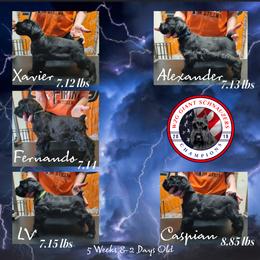 Giant Schnauzer Puppies from W2G Giant Schnauzers