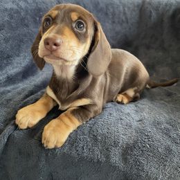 Dachshund Puppies from Welden’s Miniature Dachshunds