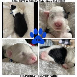 BLUE COLLAR GIRL - Black and white female Old English Sheepdog puppy in Charlo, Montana from Heavenly Hilltop Farm