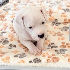 Dogo Argentino Puppies from Casa de la Bahia