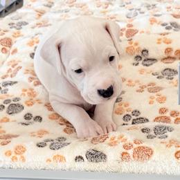 Dogo Argentino Puppies from Casa de la Bahia