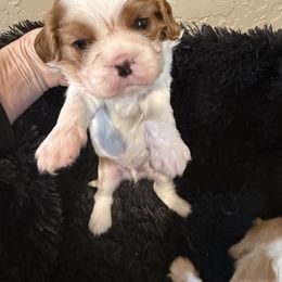 Poppy's Boy 1A - Blenheim male Cavalier King Charles Spaniel puppy in Loco, Oklahoma from Sweet Heart Cavaliers