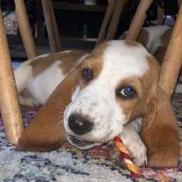 Basset Hounds from Milton’s Bassets