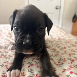 Jake - Brindle male Boxer puppy in Florida from BNF Boxers