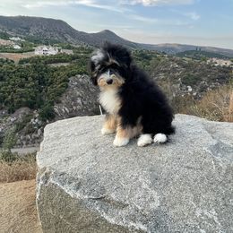 Roxy - Bernedoodle