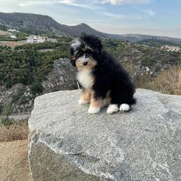 Roxy - Bernedoodle