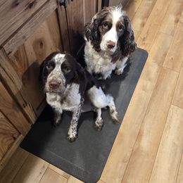 English Springer Spaniel All Grown Up from Chappell Hill Springers