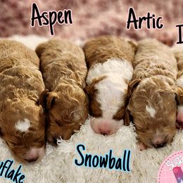 Cavapoos, Goldendoodles, Poodles, and Shihpoos from Sugarland's Texas Goldendoodles