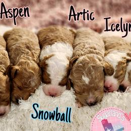 Cavapoos, Goldendoodles, Poodles, and Shihpoos from Sugarland's Texas Goldendoodles