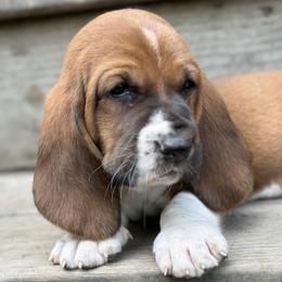 Basset Hound Puppies from Hill Top Basset Hounds & Great Pyrenees