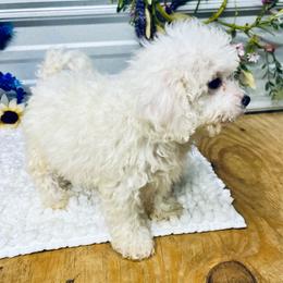 Frankie - White male Poodle puppy in Elgin, South Carolina from Silver Bells Paw Prints