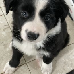 Border Collie Puppies from Trailblazer Border Collies