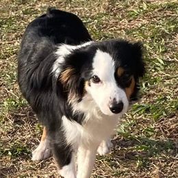 Sugar - Toy Australian Shepherd