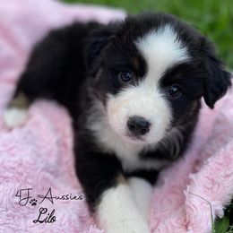 Australian Shepherds and Mastiffs from H.E. Ranch
