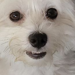 Havanese from Kathy's Havanese