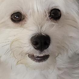 Havanese from Kathy's Havanese