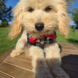 Pancake Our Sweet apricot Prince - Apricot male Goldendoodle puppy in Harrisonburg, Virginia from Curlytail Doodles