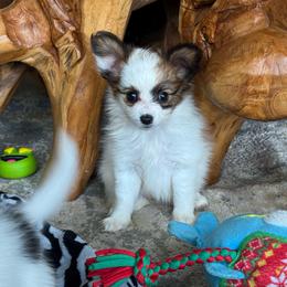 Mitzi's Girl - White and red female Papillon puppy in Shirley, Arkansas from Lucky Pups