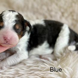 River (blue collar boy) - Tri-color male Bernedoodle puppy in Colorado Springs, Colorado from Mercy Mountain Bernedoodles
