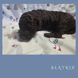 Girl 1 - Brown female Lagotto Romagnolo puppy in Salida, California from Harper's Lagotti