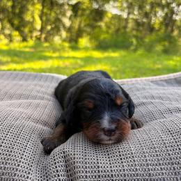 Boy 5 - male Bernedoodle puppy in Travelers Rest, South Carolina from Bernedoodle.do