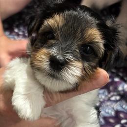 Otis - Black tan and white male Biewer Terrier puppy in Fruitport, Michigan from Nest of Wellbeing’s Biewers