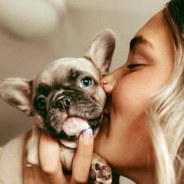 French Bulldog Puppies from Bennett’s Bullies