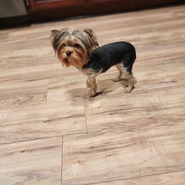 Rose - Yorkshire Terrier
