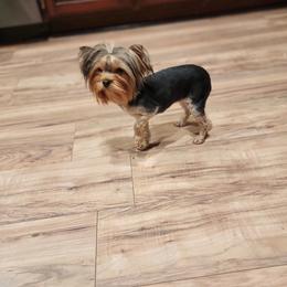 Rose - Yorkshire Terrier