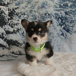 Green collar - Black and tan male Pembroke Welsh Corgi puppy in Grass Valley, California from Triple M Ranch Corgi's
