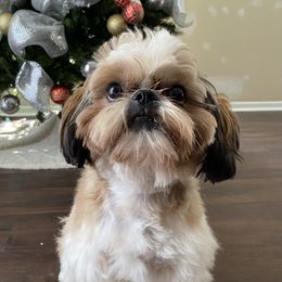 BABA - Shih Tzu