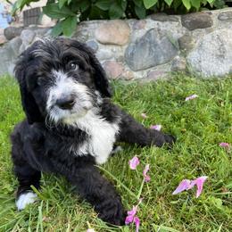 Schroeder - Red Boy - Black and white Sheepadoodle puppy in Camillus, New York from Spy Haven LLC