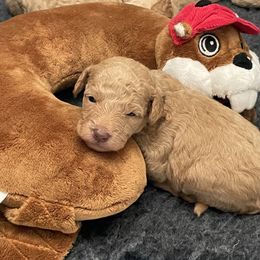 Goldendoodle Puppies from Kingwood Goldendoodles